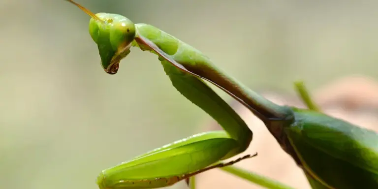 Close-up of a bright green mantis perched on a twig