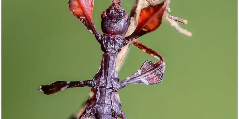 Close-up of a brown mantis perched on a plant stem against a blurred green background.