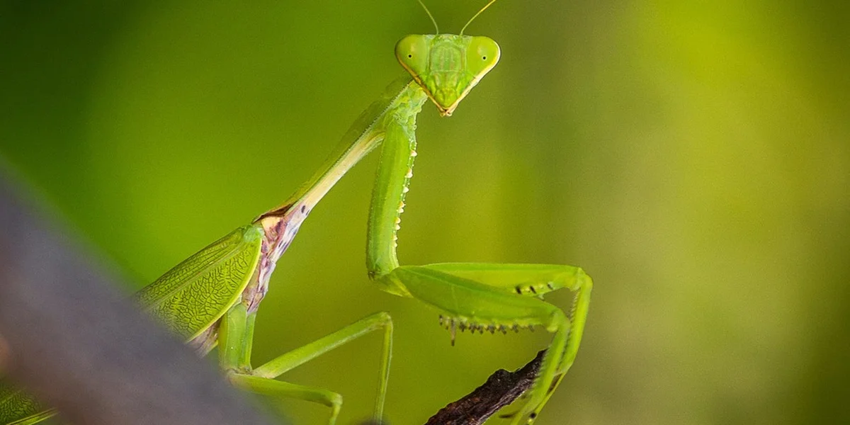 Close-up of a bright green praying mantis perched on a twig, facing the camera
