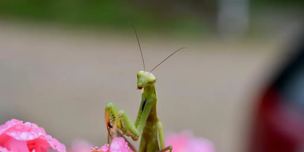 How to Breed Mantis Species Successfully: A Step-by-Step Guide
