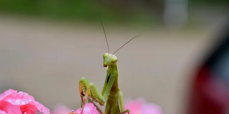 A bright green praying mantis perched on a pink blossom, with a soft blurred background.