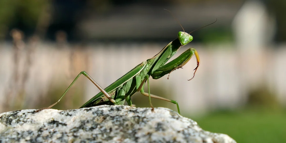 A bright green praying mantis perched on a textured rock outdoors, with a blurred garden background.
