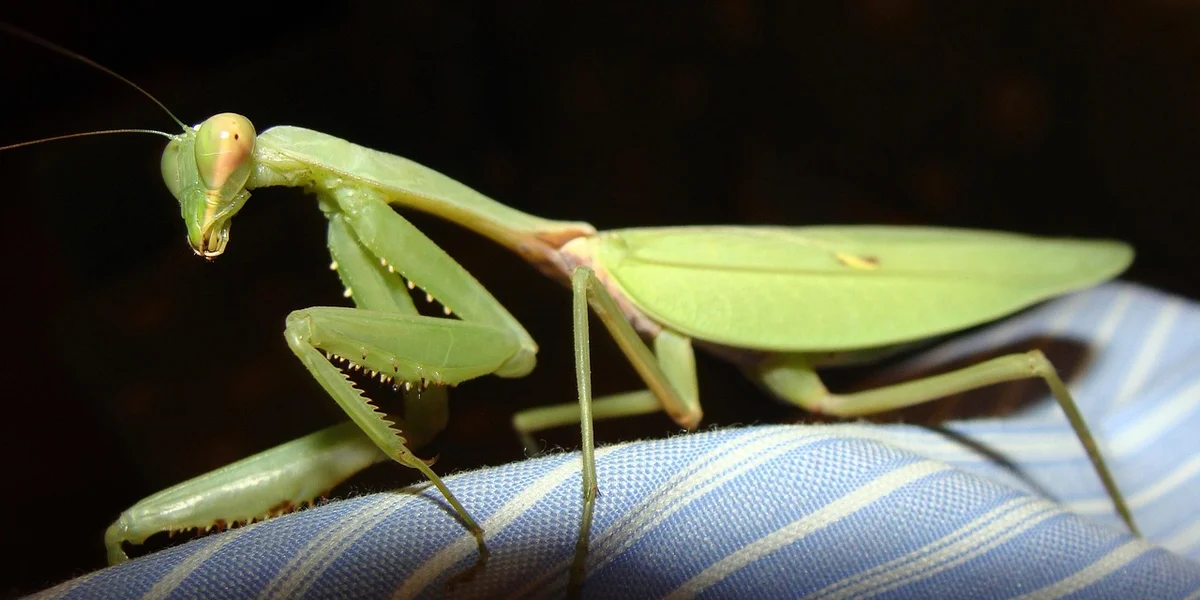 Close-up of a green praying mantis perched on blue-striped fabric