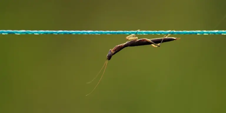 A praying mantis hanging from a blue thread against a green background.