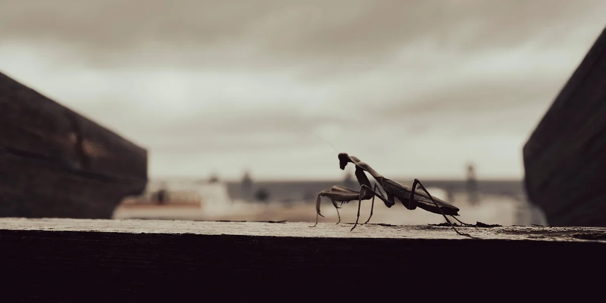 Praying mantis perched on a weathered wooden railing with a blurred outdoor background.