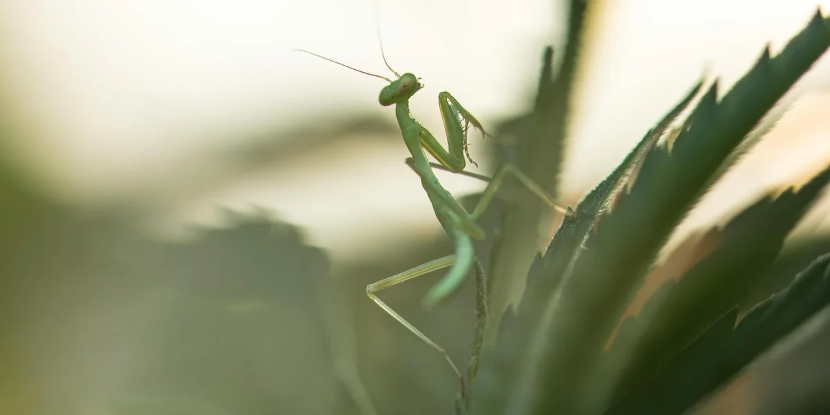Green praying mantis perched on a leaf
