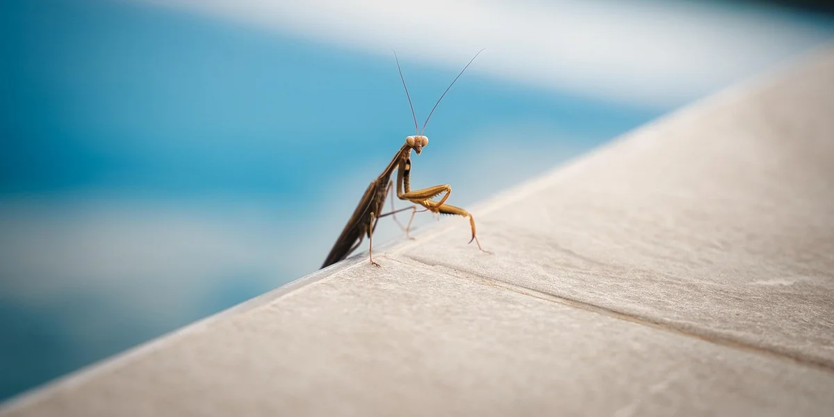 Close-up of a praying mantis perched on a light-colored wooden surface with a blurred blue background.