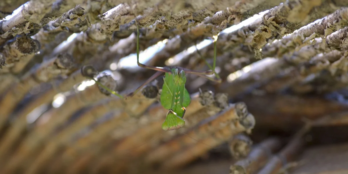 Small green praying mantis clinging to a rough, bark-like surface with a leaf-like body.