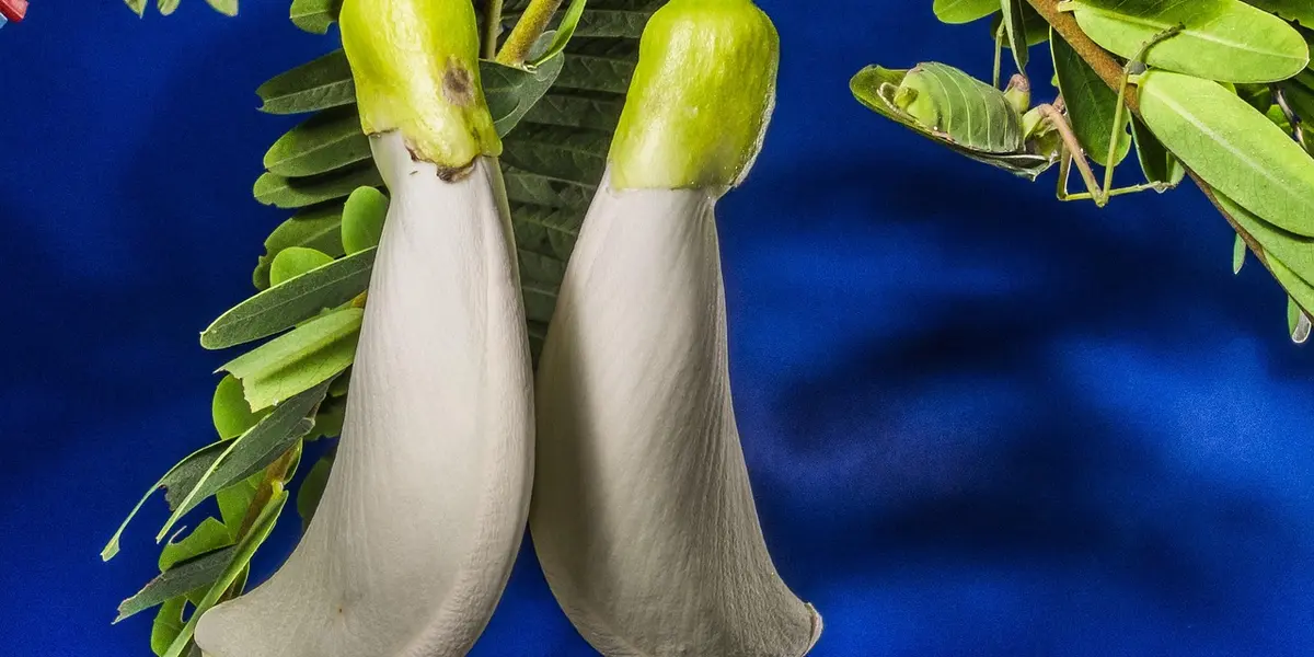 Two pale white, elongated structures hanging from a green stem with leaves, set against a blue sky.