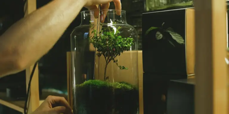 Close-up of a glass terrarium with moss and a small plant being adjusted by a hand, illustrating a prepared habitat for a praying mantis.