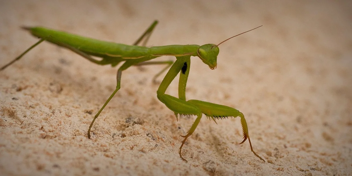 Close-up side view of a green praying mantis standing on beige sand, with long antennae and slender legs visible.