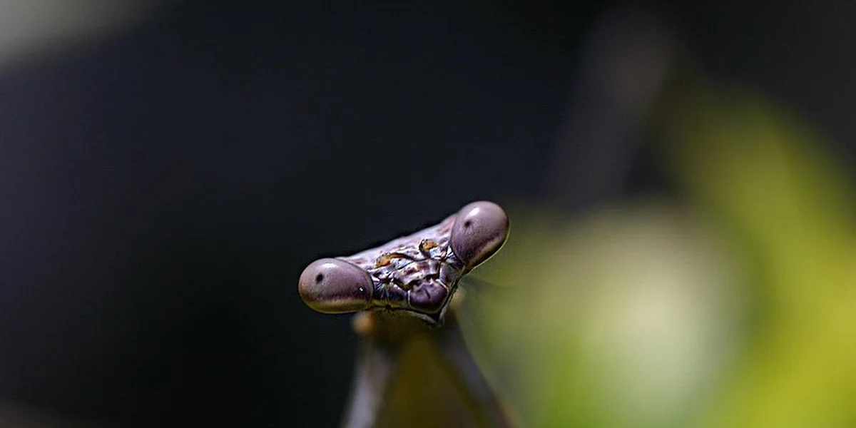 Close-up of a praying mantis head facing the camera.