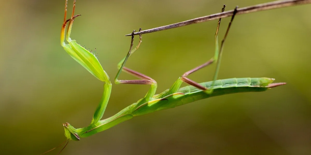 Bright green praying mantis clinging to a thin branch with its forelegs raised, showing its elongated body and limb structure.