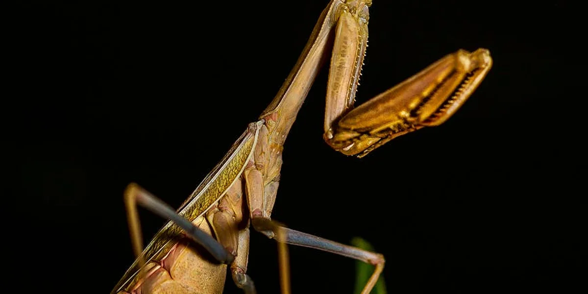 Close-up side view of a praying mantis perched on a twig against a dark background, highlighting perches and hiding spots in an enclosure.
