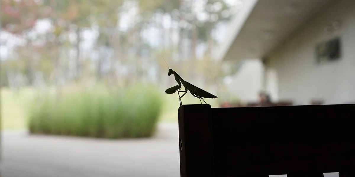 A praying mantis perched on the edge of a dark surface with a blurred outdoor background.