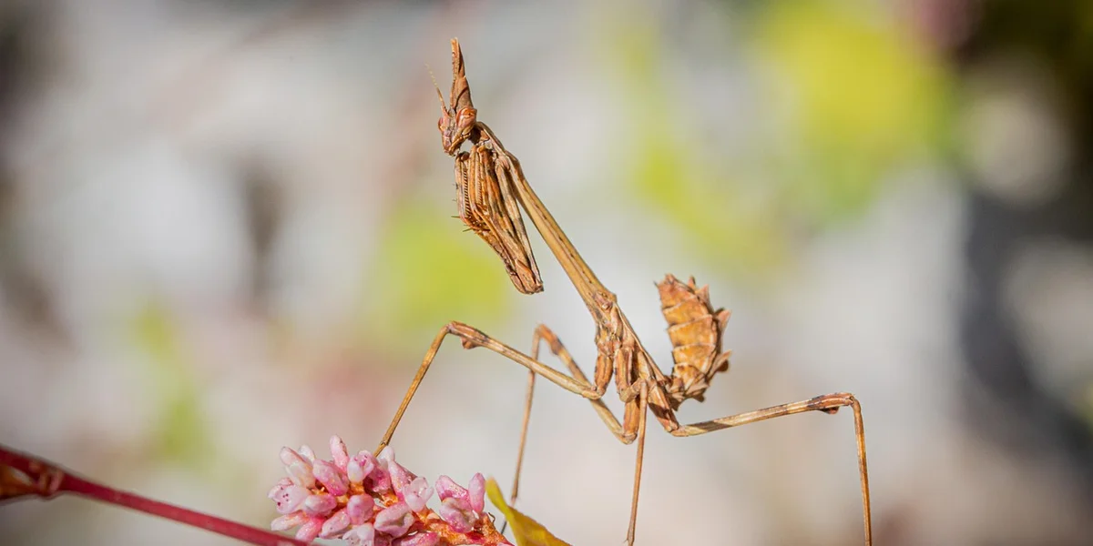 Brown praying mantis perched on a pink flower, with long slender legs and antennae raised, ready to engage in courtship.