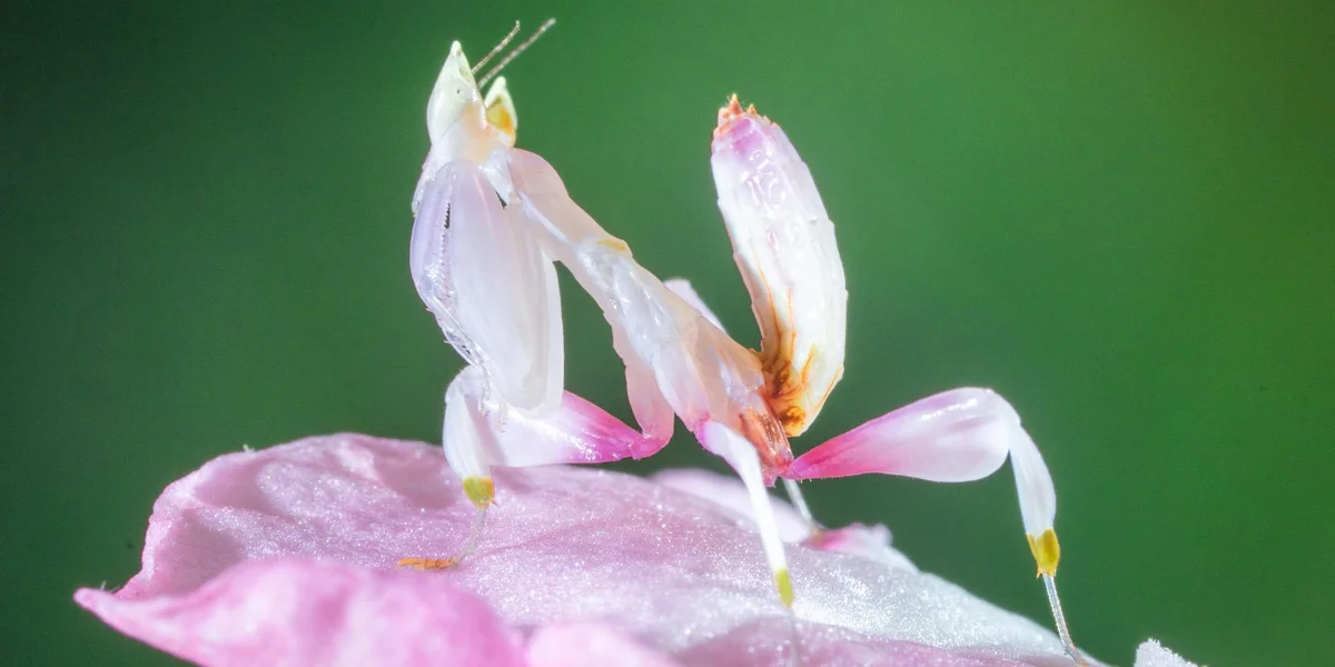 A pale praying mantis perched on a pink flower, illustrating how habitat features interact with molting and breeding.