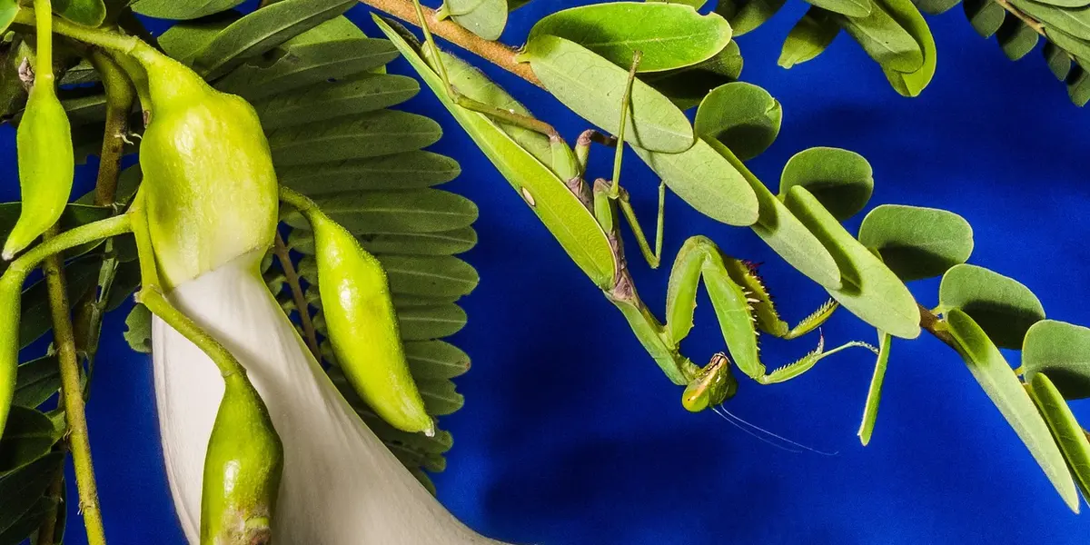 A young green praying mantis perched among bright green leaves with a blue background, illustrating a delicate nymph stage.