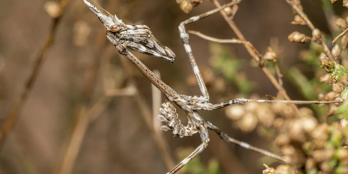 A praying mantis perched on a dry twig in a natural habitat.