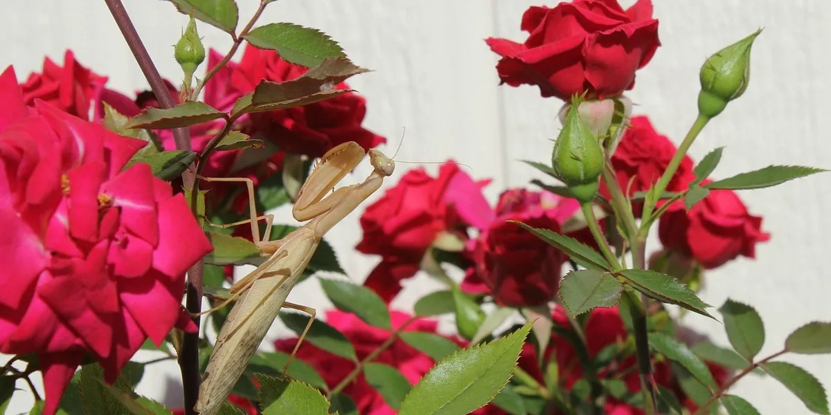A praying mantis perched on a rose stem among red blossoms.