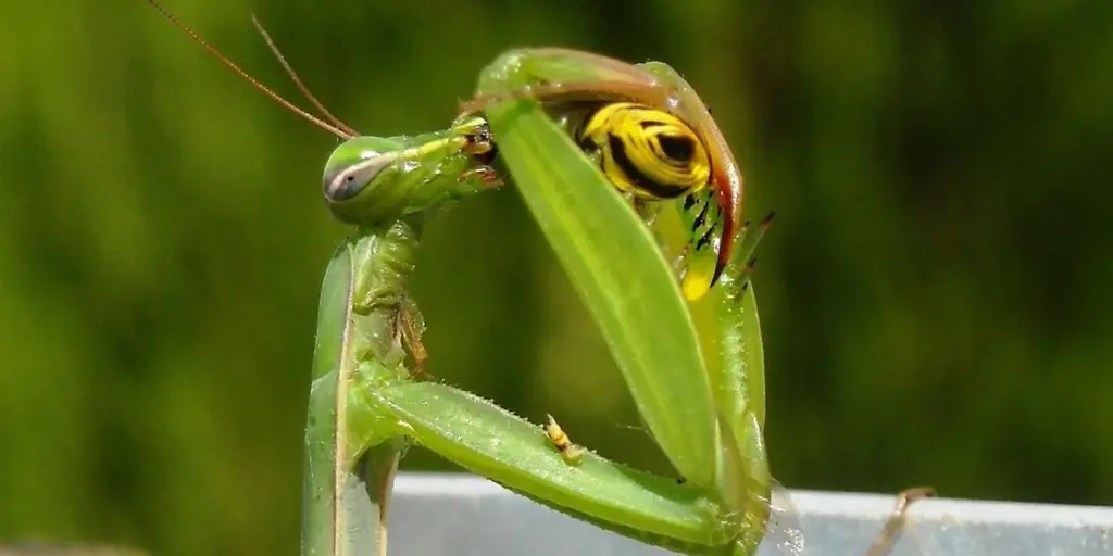 Breeding Mantis Species Successfully: A Gentle, Step-by-Step Keeper’s Guide