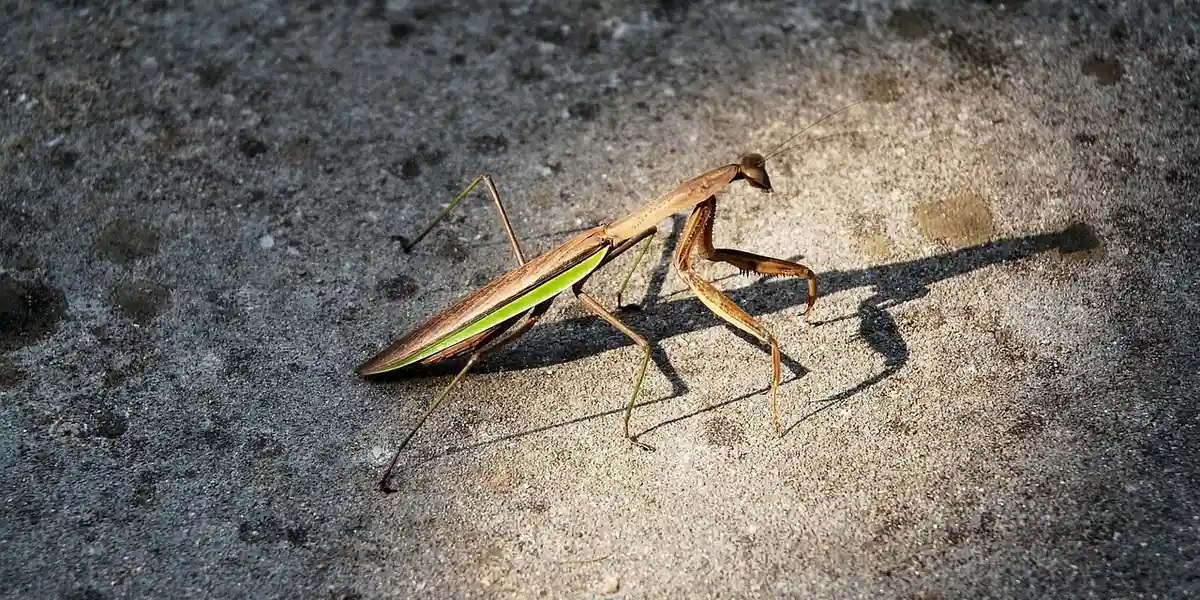 A brown-green praying mantis standing on a rough concrete surface with its forelegs raised in a poised pose.