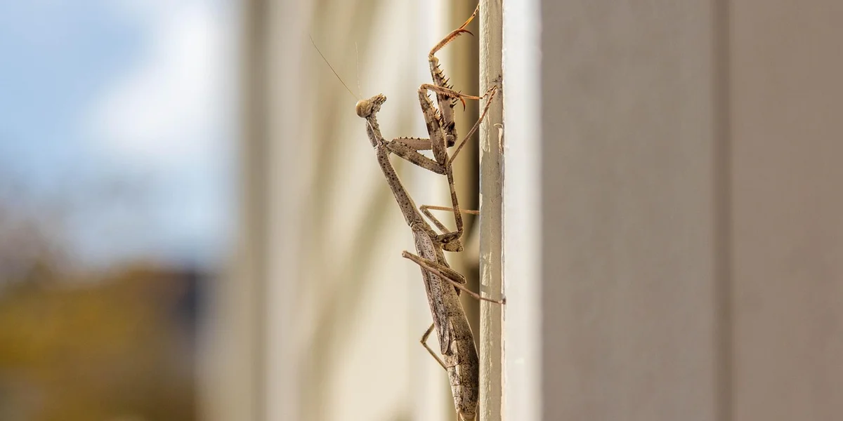 A brown praying mantis perched on a vertical beige wall outdoors.