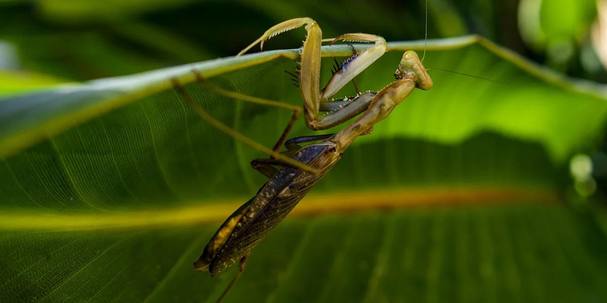 A young praying mantis perched on a green leaf, illustrating early molt readiness.