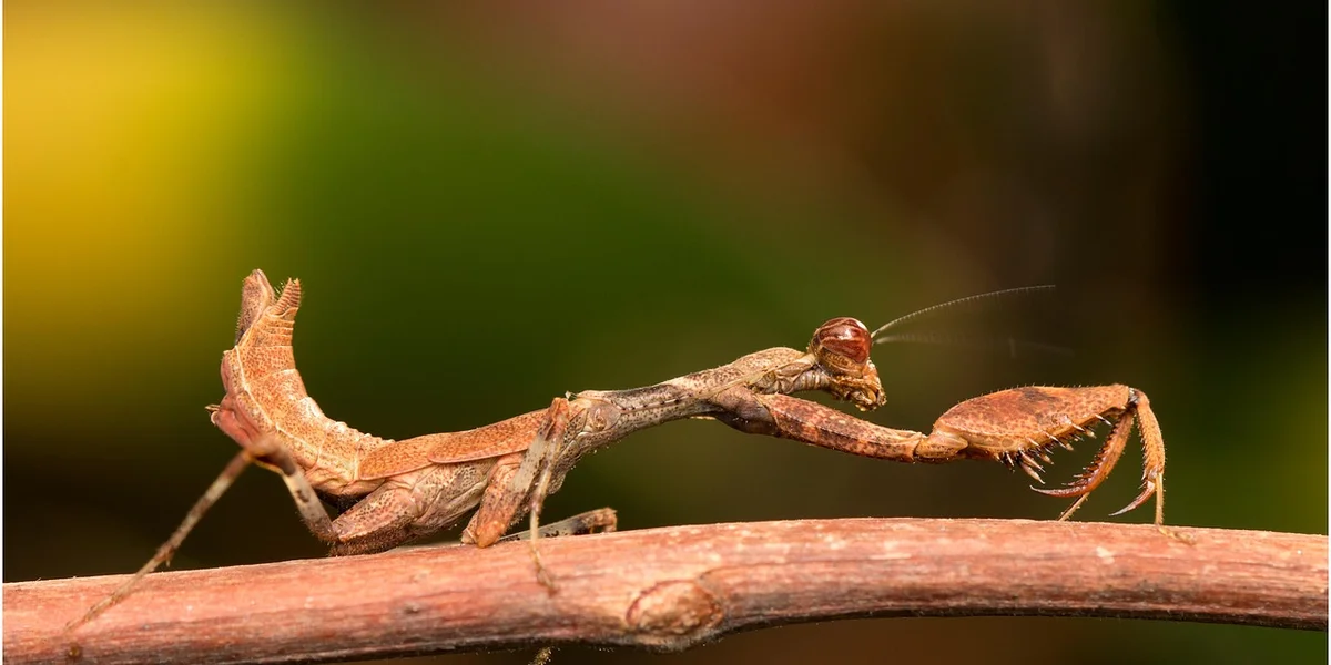 Brown praying mantis perched on a twig in natural light.