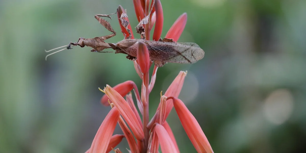 Praying mantis perched on a red flower bud in a garden.