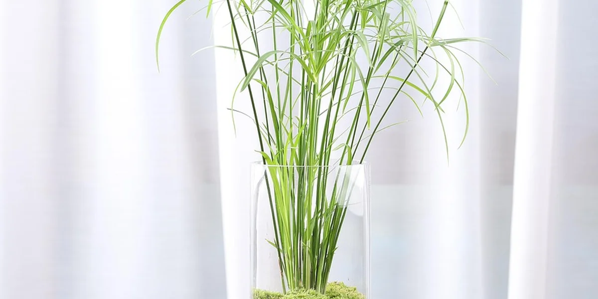 Tall green grasses in a clear glass vase against a bright background