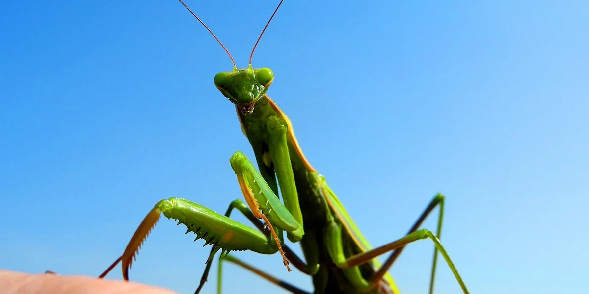 Close-up of a bright green praying mantis perched against a clear blue sky.