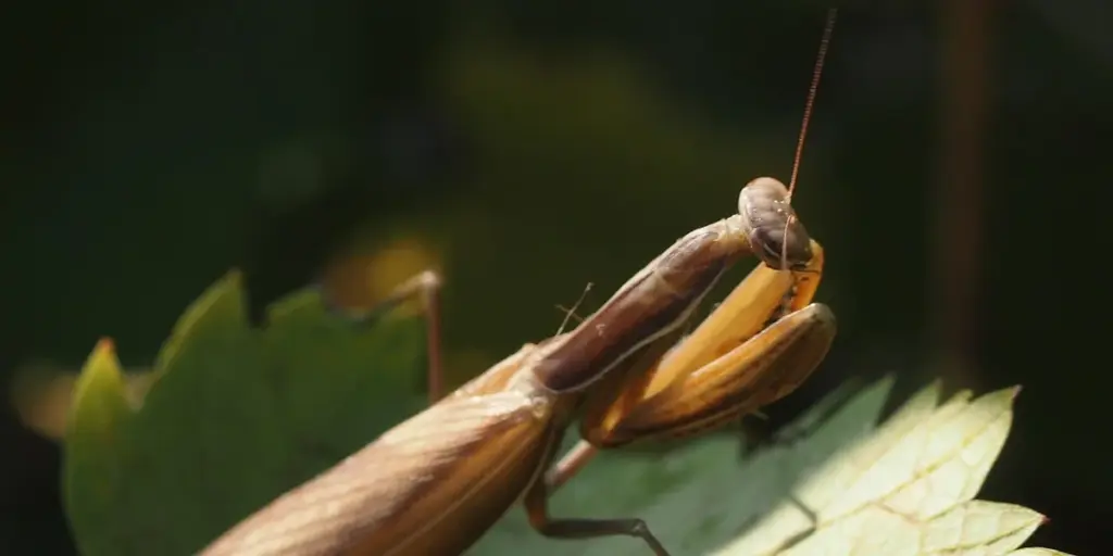 Are Praying Mantises Good Pets? Pros and Cons Explained