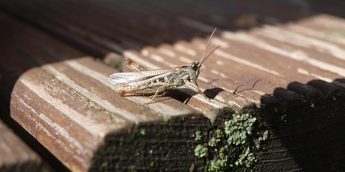 Praying mantis perched on a weathered wooden surface