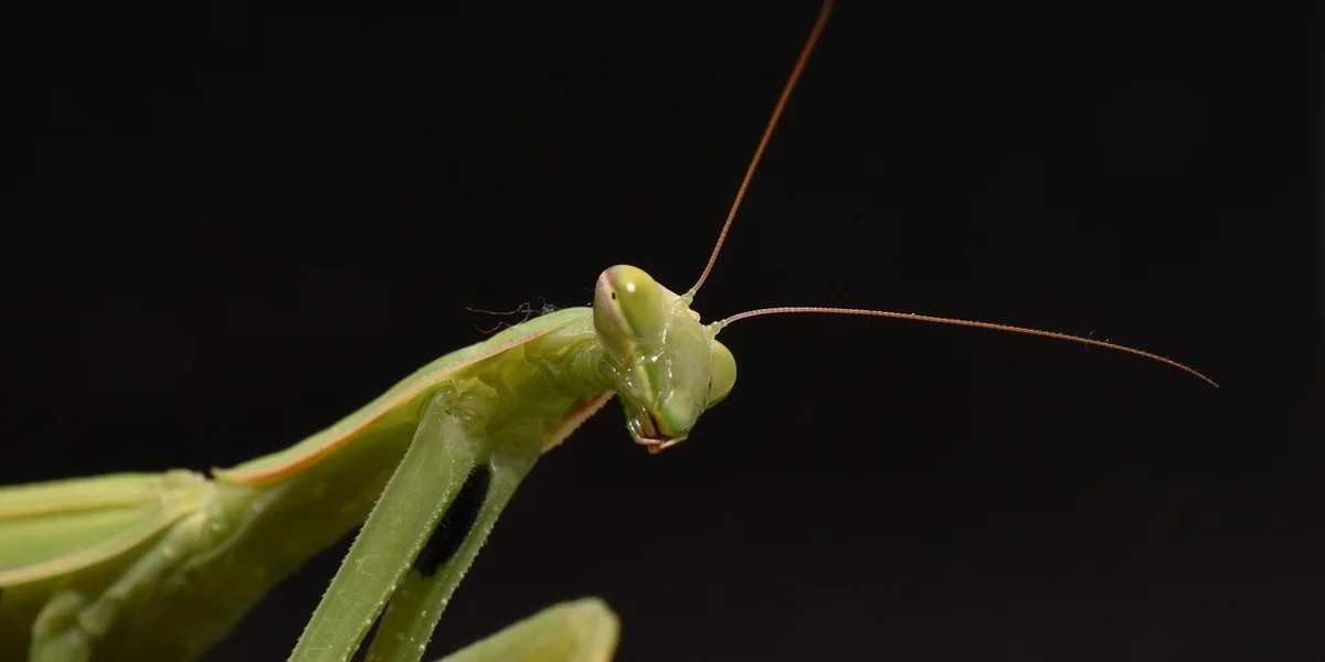 Close-up portrait of a green praying mantis with long antennae against a dark background.