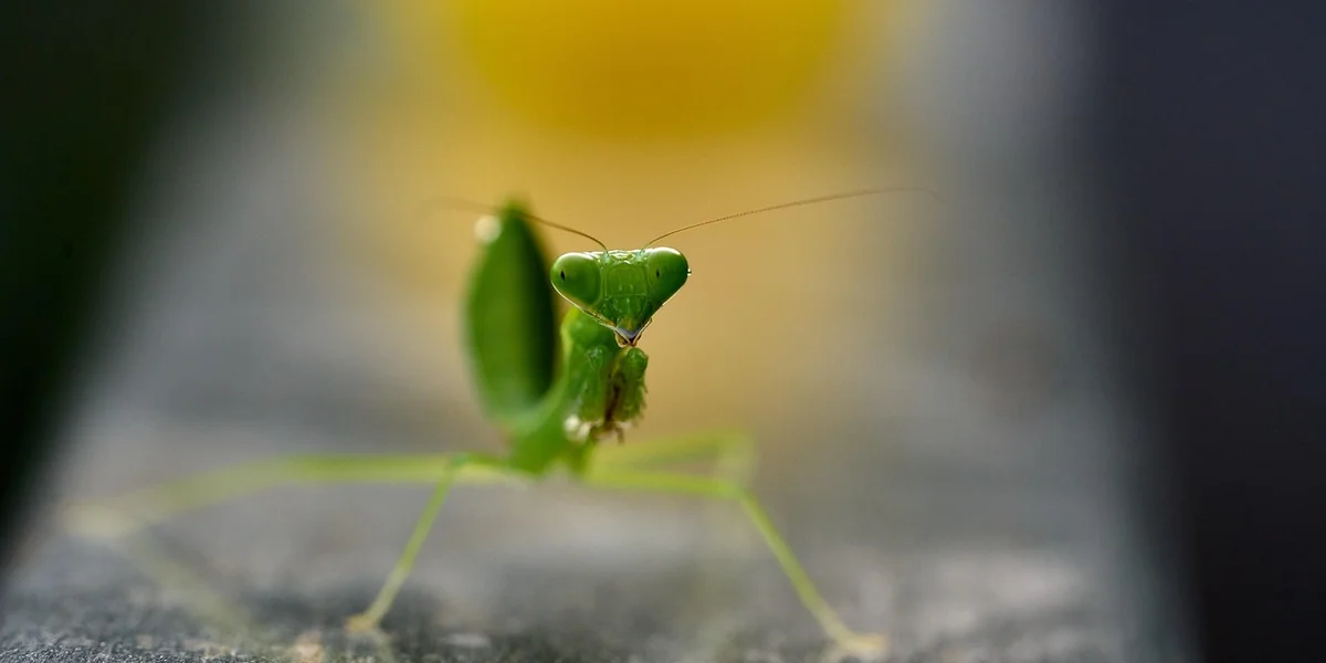 Close-up of a green praying mantis perched on a gray surface, with its triangular head and long forelegs extended.