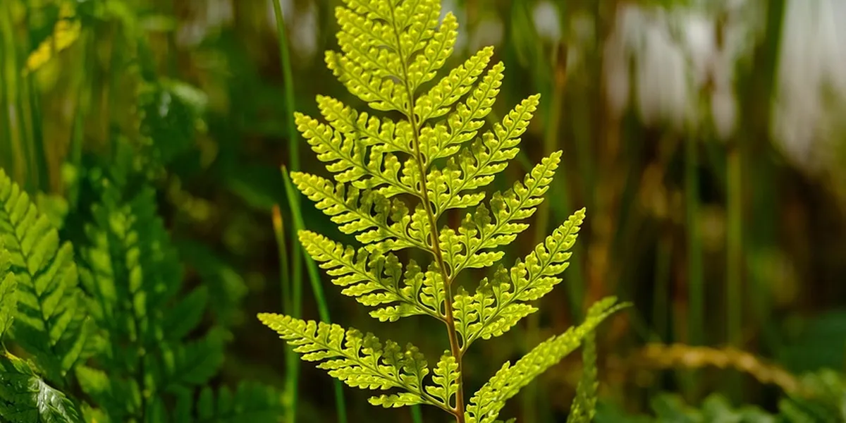 Close-up of a bright green fern frond with a blurred green background, illustrating a humid, shaded microhabitat.