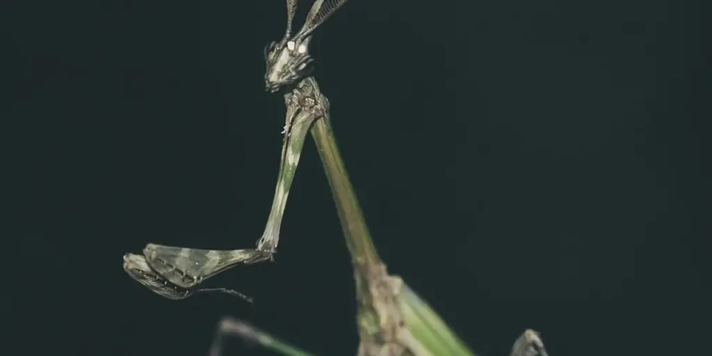 What Are the Essential Habitat Requirements for a Healthy Praying Mantis?