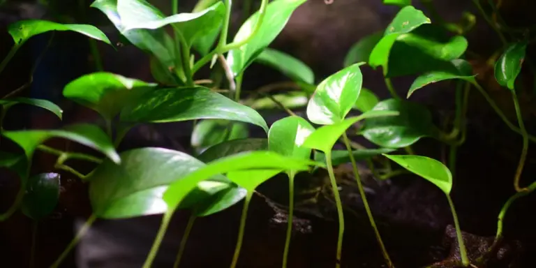 Close-up of vibrant green leaves and stems in a terrarium-like setting, illustrating vegetation-rich habitat for a praying mantis