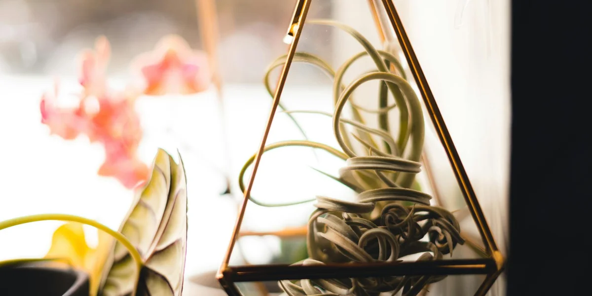 Interior terrarium with twisting plant vines and a geometric metal frame, illustrating climbing perches and hideaways for a praying mantis.