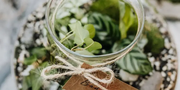 Close-up of a glass jar containing a small plant, with twine tied around the neck.