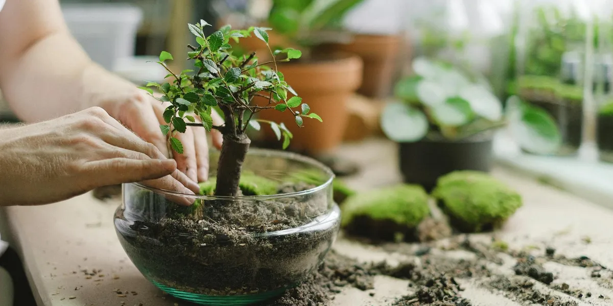 Close-up of hands arranging a small plant inside a glass terrarium on a work surface, with soil and moss nearby.