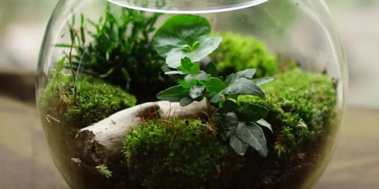 Close-up of a glass terrarium containing moss, small plants, and a white branch, illustrating a miniature habitat.