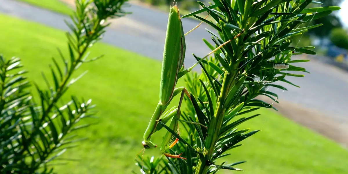 Green praying mantis perched on a conifer-like plant with slender, needle-shaped leaves and a blurred grassy background.
