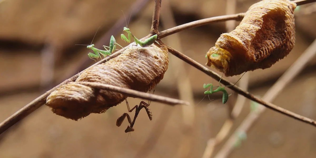 Praying mantis perched on a twig with brown egg-case-like structures in the background