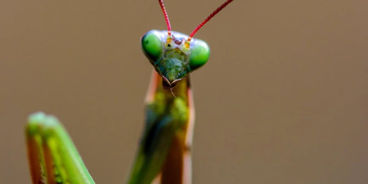 Close-up of a green praying mantis facing the camera, with bright green eyes and orange-tinted antennae