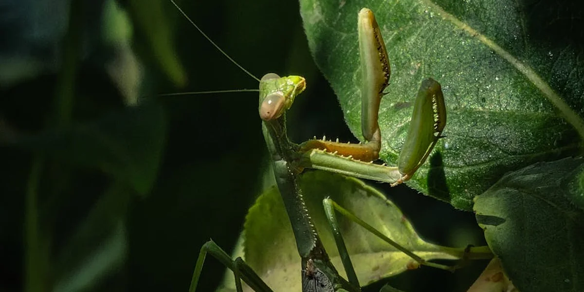 Close-up of a green praying mantis perched on a leaf, illustrating how airflow and a clean habitat support respiration and molting.