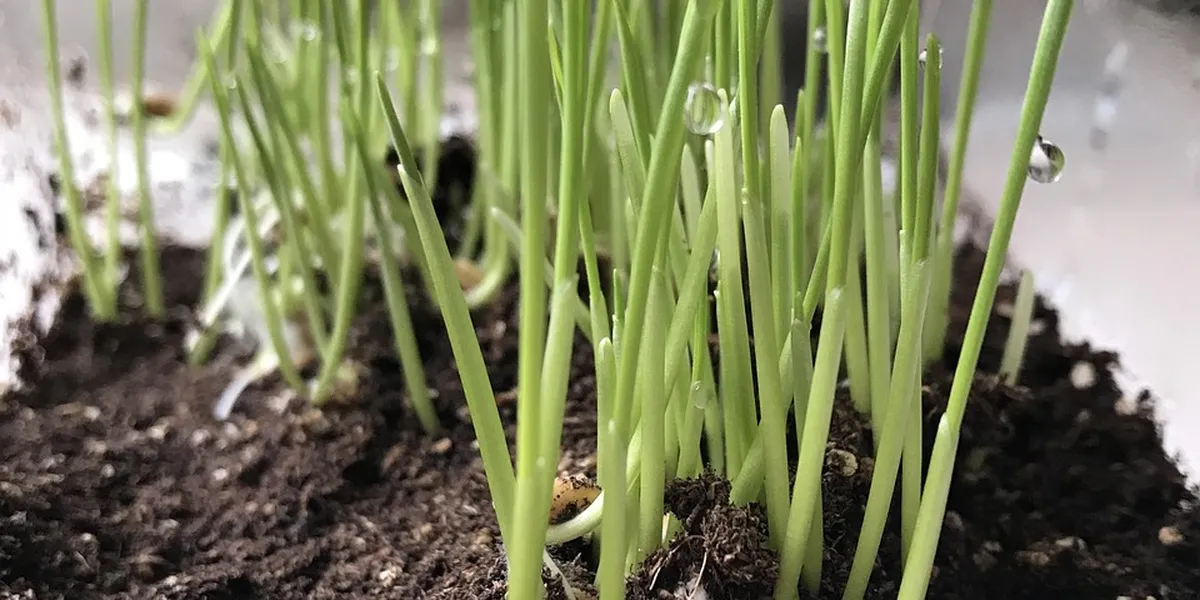 Close-up of green sprouts emerging from dark soil, illustrating a natural substrate for a praying mantis habitat